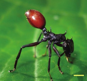An ant infect by a parasite that is manipulating its behavior to make it stand on a leaf displaying its brightly-colored abdomen